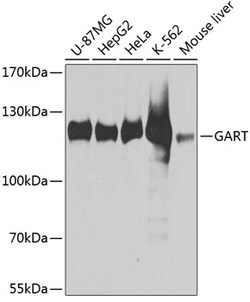 Invitrogen GART Polyclonal Antibody 100 μL; Unconjugated:Antibodies,