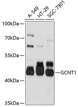 Invitrogen GCNT1 Polyclonal Antibody 100 &mu;L; Unconjugated:Antibodies,