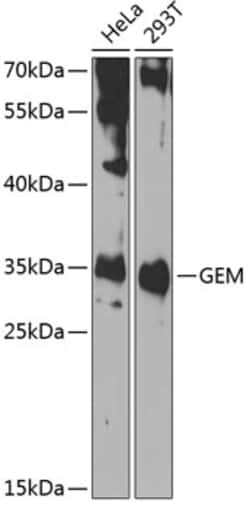 Invitrogen GEM Polyclonal Antibody 100 &mu;L; Unconjugated:Antibodies,