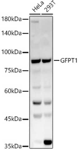 Invitrogen GFPT1 Polyclonal Antibody 100 &mu;L; Unconjugated:Antibodies,