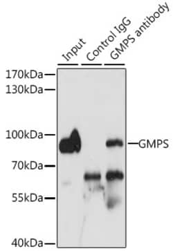 Invitrogen GMPS Polyclonal Antibody 100 &mu;L; Unconjugated:Antibodies,