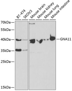 Invitrogen GNA11 Polyclonal Antibody 100 μL; Unconjugated:Antibodies,
