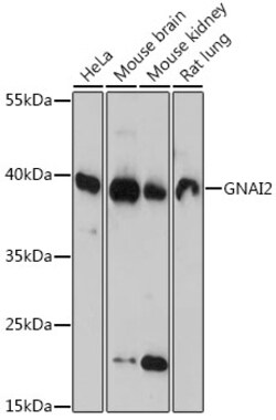 Invitrogen GNAI2 Polyclonal Antibody 100 &mu;L; Unconjugated:Antibodies,