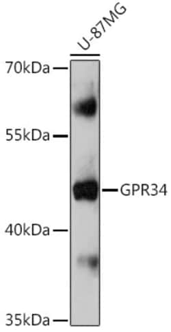 Invitrogen GPR34 Polyclonal Antibody 100 &mu;L | Buy Online | Invitrogen&trade; | Fisher Scientific