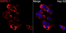 Invitrogen GRPEL1 Polyclonal Antibody 100 &mu;L; Unconjugated:Antibodies,