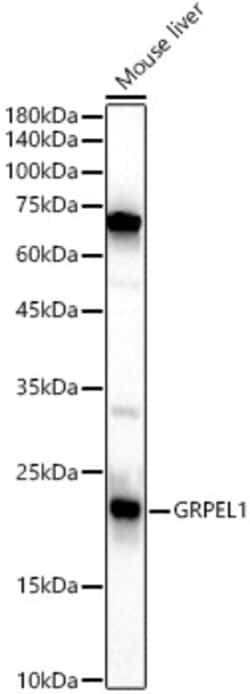 Invitrogen GRPEL1 Polyclonal Antibody 100 &mu;L; Unconjugated:Antibodies,