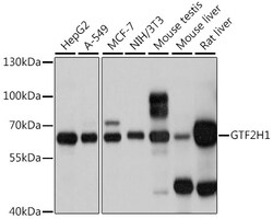 Invitrogen GTF2H1 Polyclonal Antibody 100 μL; Unconjugated:Antibodies,