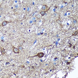 Invitrogen GULP1 Polyclonal Antibody 100 &mu;L; Unconjugated:Antibodies,