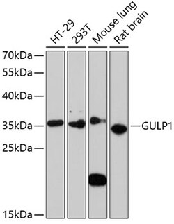 Invitrogen GULP1 Polyclonal Antibody 100 &mu;L; Unconjugated:Antibodies,