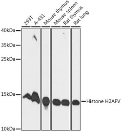 Invitrogen H2AFV Polyclonal Antibody 100 &mu;L; Unconjugated:Antibodies,