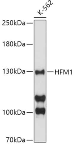 Invitrogen HFM1 Polyclonal Antibody 100 &mu;L; Unconjugated:Antibodies,