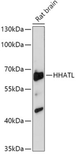 Invitrogen HHATL Polyclonal Antibody 100 &mu;L; Unconjugated:Antibodies,