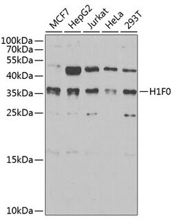 Invitrogen Histone H1.0 Polyclonal Antibody 100 μL; Unconjugated:Antibodies,