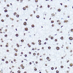 Invitrogen Histone H1.0 Polyclonal Antibody 100 &mu;L; Unconjugated:Antibodies,