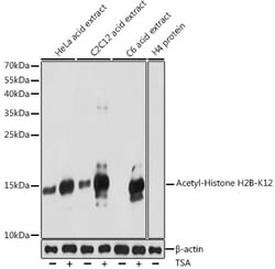Invitrogen H2BK12ac Polyclonal Antibody 100 μL; Unconjugated:Antibodies,