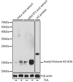 Invitrogen H3K36ac Polyclonal Antibody 100 &mu;L; Unconjugated:Antibodies,