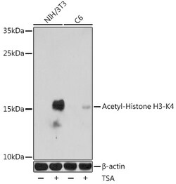 H3K4ac Polyclonal Antibody:Antibodies, Polyclonal