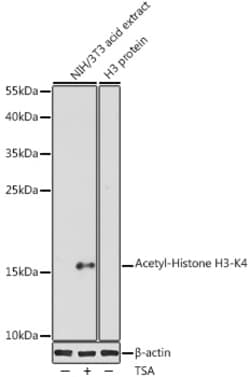 H3K4ac Polyclonal Antibody:Antibodies, Polyclonal
