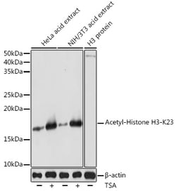 Invitrogen H3K23ac Polyclonal Antibody 100 μL; Unconjugated:Antibodies,