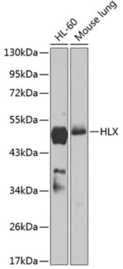 Invitrogen HLX Polyclonal Antibody 100 &mu;L; Unconjugated:Antibodies,