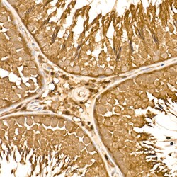Invitrogen HN1 Polyclonal Antibody 100 &mu;L; Unconjugated:Antibodies,