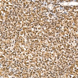 Invitrogen HN1 Polyclonal Antibody 100 &mu;L; Unconjugated:Antibodies,