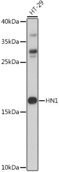 Invitrogen HN1 Polyclonal Antibody 100 &mu;L; Unconjugated:Antibodies,