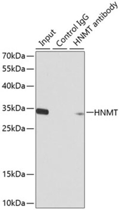 Invitrogen HNMT Polyclonal Antibody 100 μL; Unconjugated:Antibodies,
