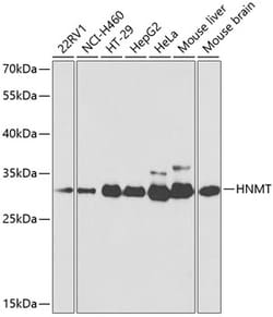 Invitrogen HNMT Polyclonal Antibody 100 μL; Unconjugated:Antibodies,