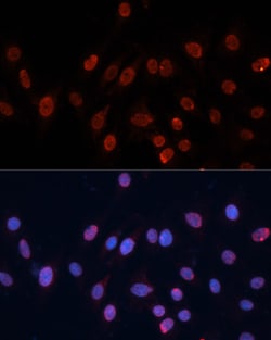 Invitrogen HNRNPU Polyclonal Antibody 100 &mu;L; Unconjugated:Antibodies,