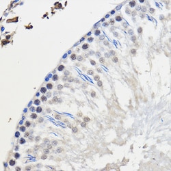Invitrogen HNRNPU Polyclonal Antibody 100 &mu;L; Unconjugated:Antibodies,