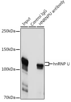Invitrogen HNRNPU Polyclonal Antibody 100 &mu;L; Unconjugated:Antibodies,