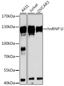 Invitrogen HNRNPU Polyclonal Antibody 100 &mu;L; Unconjugated:Antibodies,