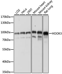 Invitrogen HOOK3 Polyclonal Antibody 100 &mu;L; Unconjugated:Antibodies,