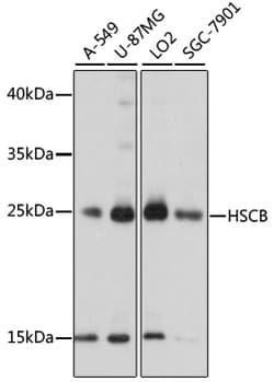 Invitrogen HSCB Polyclonal Antibody 100 &mu;L; Unconjugated:Antibodies,