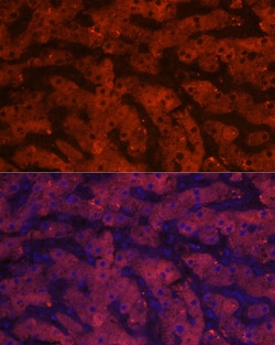Invitrogen HSD17B13 Polyclonal Antibody 100 &mu;L; Unconjugated:Antibodies,