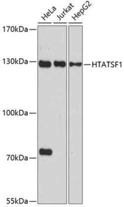HTATSF1 Polyclonal Antibody, Invitrogen 100 &mu;L | Buy Online | Invitrogen | Fisher Scientific