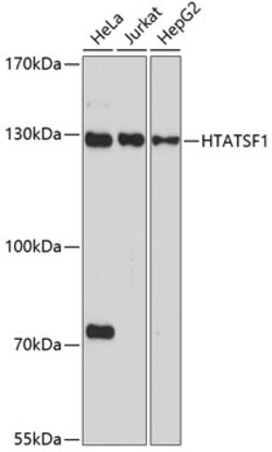 HTATSF1 Polyclonal Antibody, Invitrogen 100 &mu;L | Buy Online | Invitrogen | Fisher Scientific