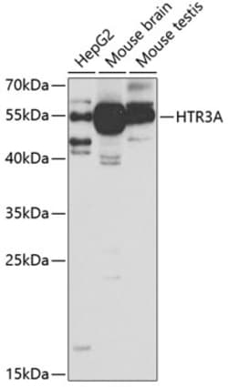 Invitrogen HTR3A Polyclonal Antibody 100 &mu;L | Buy Online | Invitrogen&trade; | Fisher Scientific
