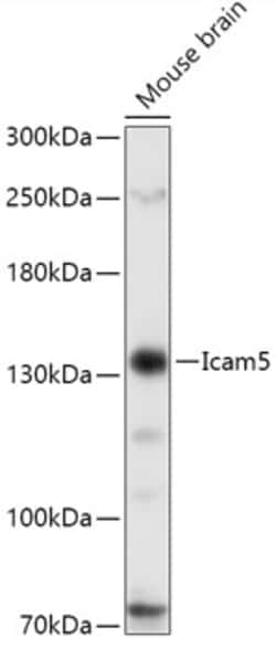 Invitrogen ICAM5 Polyclonal Antibody 100 &mu;L; Unconjugated:Antibodies,