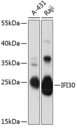 Invitrogen IFI30 Polyclonal Antibody 100 &mu;L; Unconjugated:Antibodies,