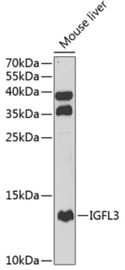 Invitrogen IGFL3 Polyclonal Antibody 100 &mu;L; Unconjugated:Antibodies,
