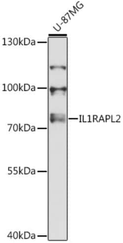 Invitrogen IL1RAPL2 Polyclonal Antibody 100 &mu;L; Unconjugated:Antibodies,