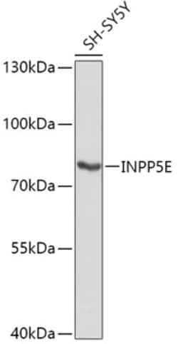 Invitrogen INPP5E Polyclonal Antibody 100 &mu;L; Unconjugated:Antibodies,