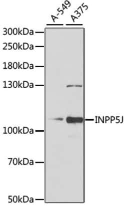 Invitrogen INPP5J Polyclonal Antibody 100 &mu;L; Unconjugated:Antibodies,