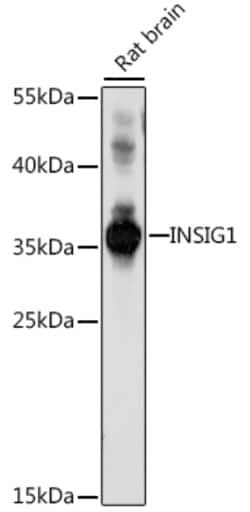 Invitrogen INSIG1 Polyclonal Antibody 100 &mu;L; Unconjugated:Antibodies,