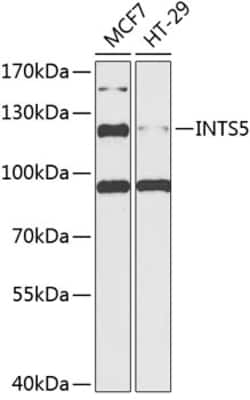 Invitrogen INTS5 Polyclonal Antibody 100 &mu;L; Unconjugated:Antibodies,