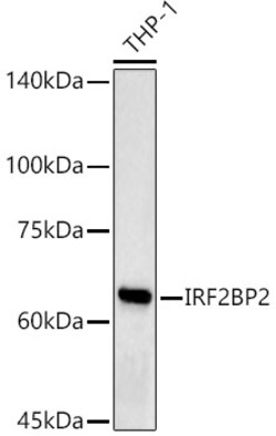 Invitrogen IRF2BP2 Polyclonal Antibody 100 μL; Unconjugated:Antibodies,