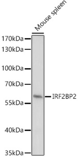 Invitrogen IRF2BP2 Polyclonal Antibody 100 μL; Unconjugated:Antibodies,