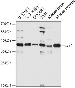 Invitrogen ISY1 Polyclonal Antibody 100 &mu;L; Unconjugated:Antibodies,